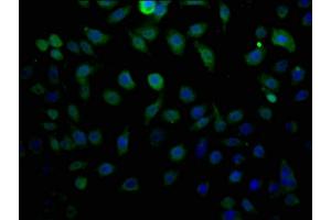 Immunofluorescence staining of HepG2 cells with ABIN7158304 at 1:200, counter-stained with DAPI. (LTC4S 抗体  (AA 36-51))
