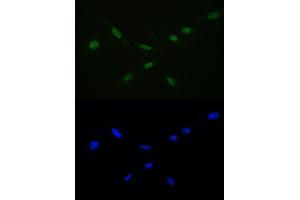 IF analysis of Ran using anti-Ran antibody (ABIN5518950) Ran was detected in immunocytochemical section of U20S cell. (RAN 抗体  (AA 2-216))