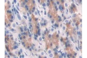 Detection of ABP1 in Rat Stomach Tissue using Polyclonal Antibody to Amiloride Binding Protein 1 (ABP1) (DAO 抗体  (AA 335-453))