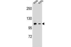 Western Blotting (WB) image for anti-Integrin alpha M (ITGAM) antibody (ABIN2995765) (CD11b 抗体)