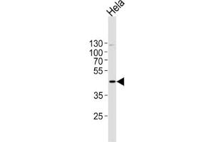 MAPK1 Antibody western blot analysis in Hela cell line lysates (35 ug/lane). (ERK2 抗体  (C-Term))