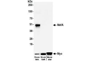 Western Blotting (WB) image for anti-Transcription Factor MafA (MAFA) (AA 125-175) antibody (ABIN7449538)