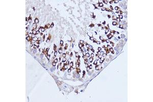 Immunohistochemistry of paraffin-embedded rat testis using P antibody (ABIN7269446) at dilution of 1:100 (40x lens). (PABP 抗体  (AA 350-450))