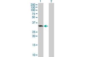 Western Blot analysis of PPP2R3B expression in transfected 293T cell line by PPP2R3B MaxPab polyclonal antibody. (PPP2R3B 抗体  (AA 1-225))