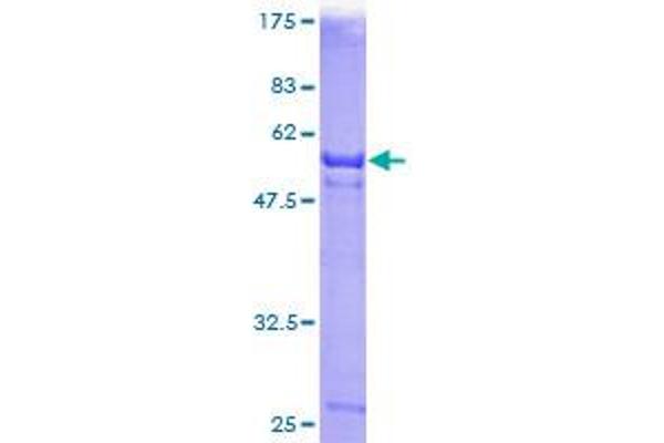 DNASEX Protein (AA 18-302) (GST tag)