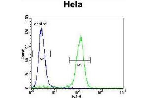 CCNC Antibody (N-term) flow cytometric analysis of Hela cells (right histogram) compared to a negative control cell (left histogram). (Cyclin C 抗体  (N-Term))
