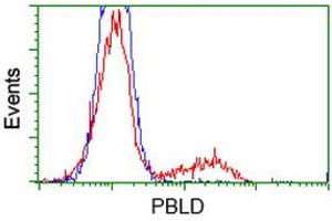 HEK293T cells transfected with either RC202328 overexpress plasmid (Red) or empty vector control plasmid (Blue) were immunostained by anti-PBLD antibody (ABIN2453427), and then analyzed by flow cytometry. (PBLD1 抗体)