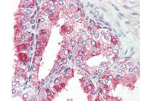 Anti-GPR27 antibody IHC of human prostate.