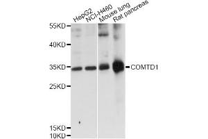 Western blot analysis of extracts of various cell lines, using COMTD1 antibody (ABIN6292682) at 1:1000 dilution. (COMTD1 抗体)
