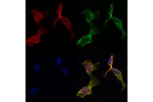 ABIN6265563 and ABIN6266644 staining HepG2 by IF/ICC.