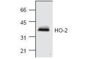 Image no. 1 for anti-Heme Oxygenase (Decycling) 2 (HMOX2) antibody (ABIN155125) (HMOX2 抗体)