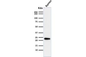 Western Blot Analysis of Ramos cell lysate using LMO2 Mouse Monoclonal Antibody (LMO2/1971). (LMO2 抗体  (AA 23-140))