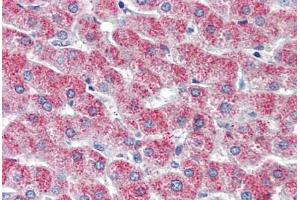 Liver, Human: Formalin-Fixed, Paraffin-Embedded (FFPE) (G Protein-Coupled Receptor 126 抗体  (N-Term))