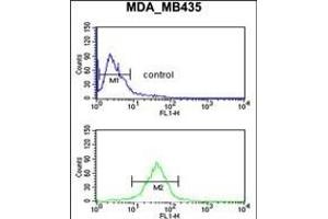 GPR17 Antibody (Center) (ABIN653809 and ABIN2843084) flow cytometric analysis of MDA-M cells (bottom histogram) compared to a negative control cell (top histogram). (GPR17 抗体  (AA 230-258))