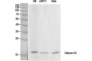 Western Blot (WB) analysis of specific cells using Histone H3 Polyclonal Antibody. (Histone 3 抗体  (Lys428))