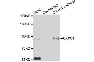 Immunoprecipitation analysis of 200ug extracts of HepG2 cells using 3ug CXXC1 antibody. (CXXC1 抗体  (AA 1-210))