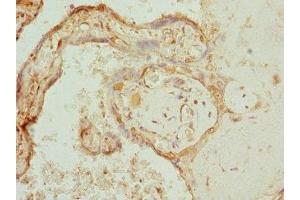 Immunohistochemistry of paraffin-embedded human placenta tissue using ABIN7166573 at dilution of 1:100 (COX1 抗体  (AA 1-160))