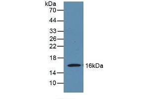 Detection of Recombinant MOG, Mouse using Polyclonal Antibody to Myelin Oligodendrocyte Glycoprotein (MOG) (MOG 抗体  (AA 29-153))