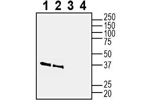 1-2. (NMNAT2 抗体  (Intracellular))