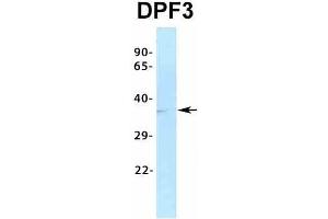 Host:  Rabbit  Target Name:  DPF3  Sample Type:  HT1080  Antibody Dilution:  1. (DPF3 抗体  (Middle Region))