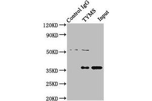 Immunoprecipitating TYMS in Hela whole cell lysate Lane 1: Rabbit control IgG instead of ABIN7172123 in Hela whole cell lysate. (TYMS 抗体  (AA 2-54))