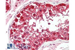ABIN184570 (5µg/ml) staining of paraffin embedded Human Testis.