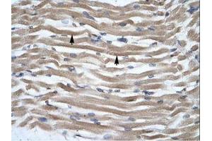 Image no. 1 for anti-Distal-Less Homeobox Protein 2 (DLX2) (N-Term) antibody (ABIN202255) (DLX2 抗体  (N-Term))
