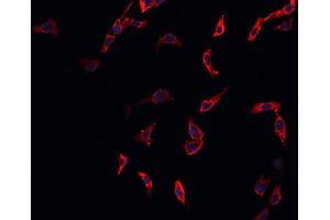 ABIN6269374 staining A549 cells by IF/ICC. (CDC37 抗体  (N-Term))