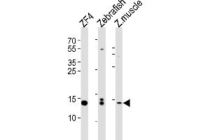 Western blot analysis of lysates from ZF4 cell line, Zebrafish, zebra fish muscle tissue lysate(from left to right), using HIST1H2BJ Antibody (Center) (ABIN654684 and ABIN2844377). (HIST1H2BJ 抗体  (AA 57-86))