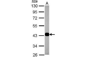 Synaptophysin 抗体  (C-Term)