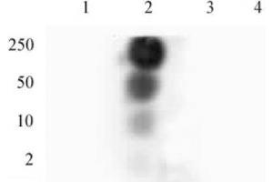 HP1 gamma phospho Ser93 pAb tested by dot blot analysis. (CBX3 抗体  (pSer93))