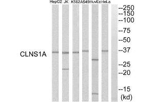 Western Blotting (WB) image for anti-Chloride Channel, Nucleotide-Sensitive, 1A (CLNS1A) (C-Term) antibody (ABIN1851542) (CLNS1A 抗体  (C-Term))
