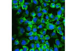 IF analysis of eIF4A2 using anti-eIF4A2 antibody (ABIN3043426). (EIF4A2 抗体  (N-Term))