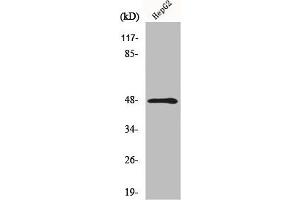 Western Blot analysis of HepG2 cells using MMP-13 Polyclonal Antibody (MMP13 抗体  (N-Term))
