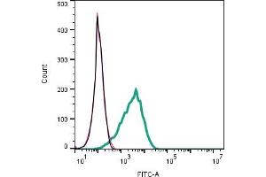 Cell surface detection of p75NTR by indirect flow cytometry in live intact human  Melanoma cells: + goat-anti-rabbit-FITC. (NGFR 抗体  (Extracellular))