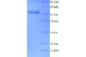 SDS-PAGE (SDS) image for Tubulin beta-2A Chain (TBB2A) (AA 1-445), (full length) protein (His tag) (ABIN5713918)