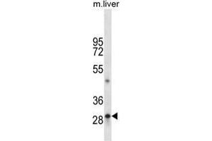 TPSAB1 Antibody (C-term) western blot analysis in mouse liver tissue lysates (35 µg/lane). (TPSAB1 抗体  (C-Term))