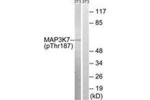 Western blot analysis of extracts from NIH-3T3 cells treated with heat shock, using MAP3K7 (Phospho-Thr187) Antibody. (MAP3K7 抗体  (pThr187))