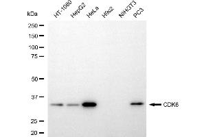 Western blotting analysis using CDK6 antibody (ABIN7798219). (Recombinant CDK6 抗体)