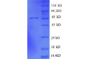 SDS-PAGE (SDS) image for ADP-Ribosylation Factor-Like 2 Binding Protein (ARL2BP) (AA 1-163), (full length) protein (GST tag) (ABIN5712325) (ARL2BP Protein (AA 1-163, full length) (GST tag))