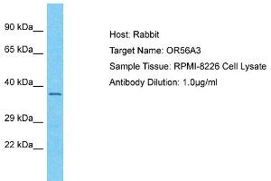 Host: Rabbit Target Name: OR56A3 Sample Type: RPMI-8226 Whole Cell lysates Antibody Dilution: 1. (OR56A3 抗体  (C-Term))