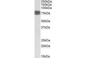 AP20114PU-N LARGE antibody staining of Human Kidney lysate at 1 µg/ml (RIPA buffer, 35 µg total protein per lane). (LARGE 抗体  (Internal Region))