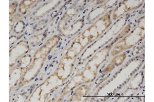 Immunoperoxidase of monoclonal antibody to PDLIM1 on formalin-fixed paraffin-embedded human kidney. (PDLIM1 抗体  (AA 123-232))