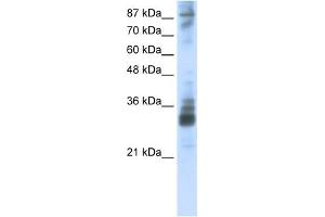 RG9MTD2 antibody used at 2. (RG9MTD2 抗体)