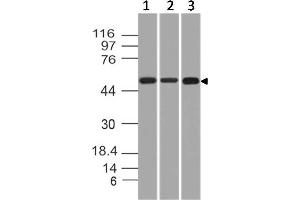 Image no. 1 for anti-Cytokeratin-2P (KRT76) (AA 145-362) antibody (ABIN5027491) (Cytokeratin 2 抗体  (AA 145-362))