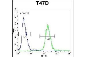 FIBB Antibody (N-term) (ABIN390413 and ABIN2840802) flow cytometric analysis of T47D cells (right histogram) compared to a negative control cell (left histogram). (Fibrinogen beta Chain 抗体  (N-Term))