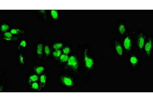 Immunofluorescent analysis of HepG2 cells using ABIN7171509 at dilution of 1:100 and Alexa Fluor 488-congugated AffiniPure Goat Anti-Rabbit IgG(H+L) (TARDBP 抗体  (AA 1-396))