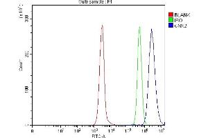 Flow Cytometry analysis of Daudi cells using anti-Calponin 2/CNN2 antibody (ABIN7602856). (CNN2 抗体  (C-Term))