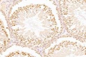 Immunohistochemistry analysis of paraffin-embedded mouse testis using,WDR33 (ABIN7076216) at dilution of 1: 2400 (WDR33 抗体)