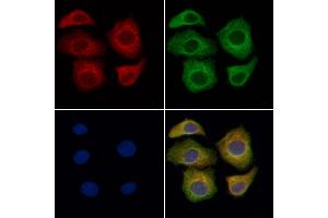 ABIN6262132 and ABIN6276632 staining Hela cells by IF/ICC. (CD236/GYPC 抗体  (Internal Region))